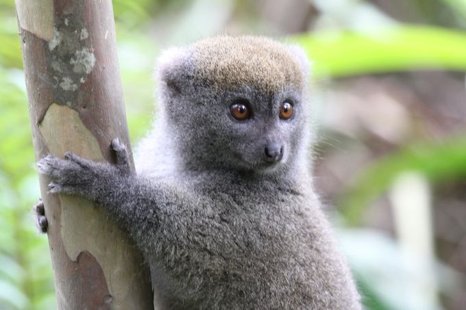 Bambulemur, Andasibe nationalpark, Madagaskar